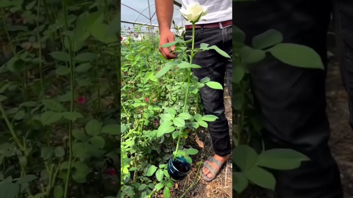 How to dye your flowers | How to change your flowers colours | dyeing your plants blue | #shorts