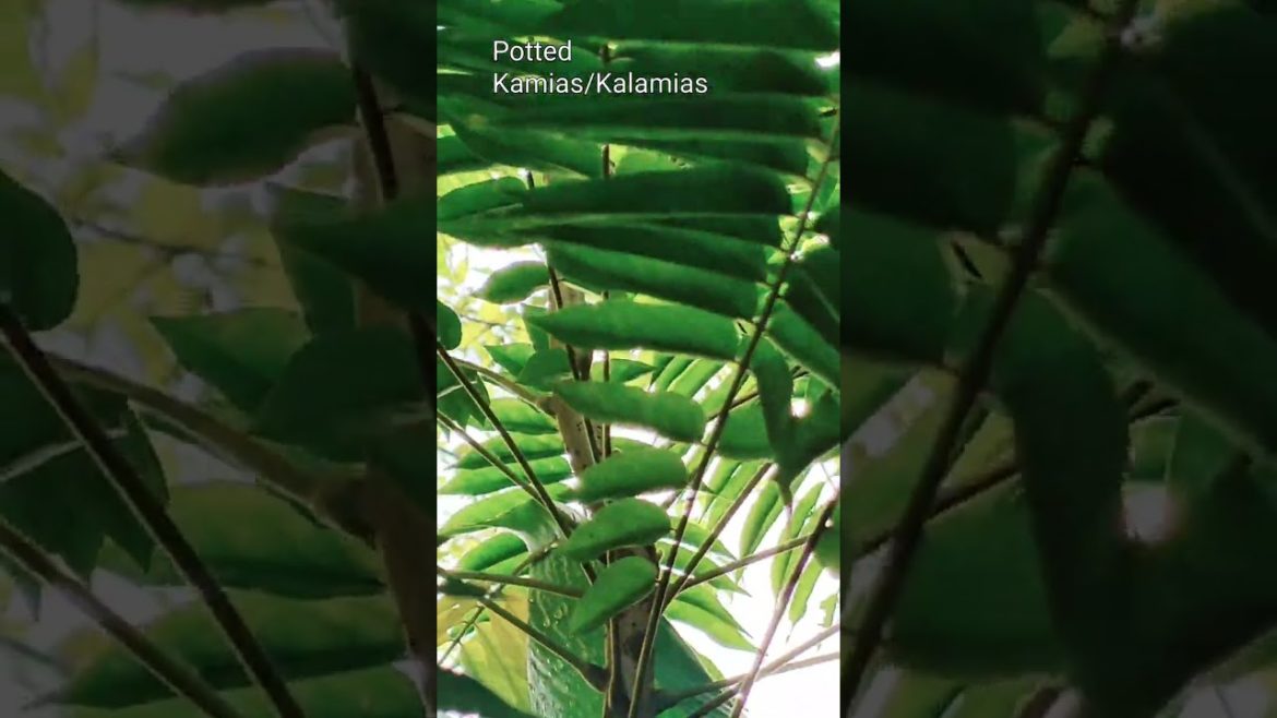 Kamias/Kalamias, potted, now fruiting. #plants #gardening #kamias Kamias/Kalamias, potted, now fruiting. #plants #gardening #kamias