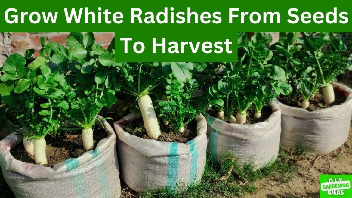 Wanted To Grow Tons Of White Radishes In DIY Containers? Watch This video! My First Video