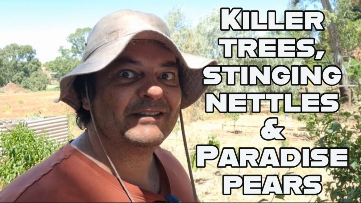 Killer Trees, Stinging Nettles & Paradise Pears – things going on in a Summer Australian Garden. Killer Trees, Stinging Nettles & Paradise Pears - things going on in a Summer Australian Garden.