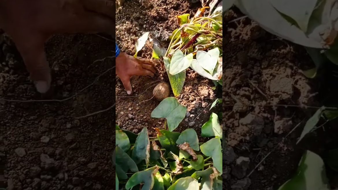 harvesting yam (vegetable) from my kitchen garden #shorts