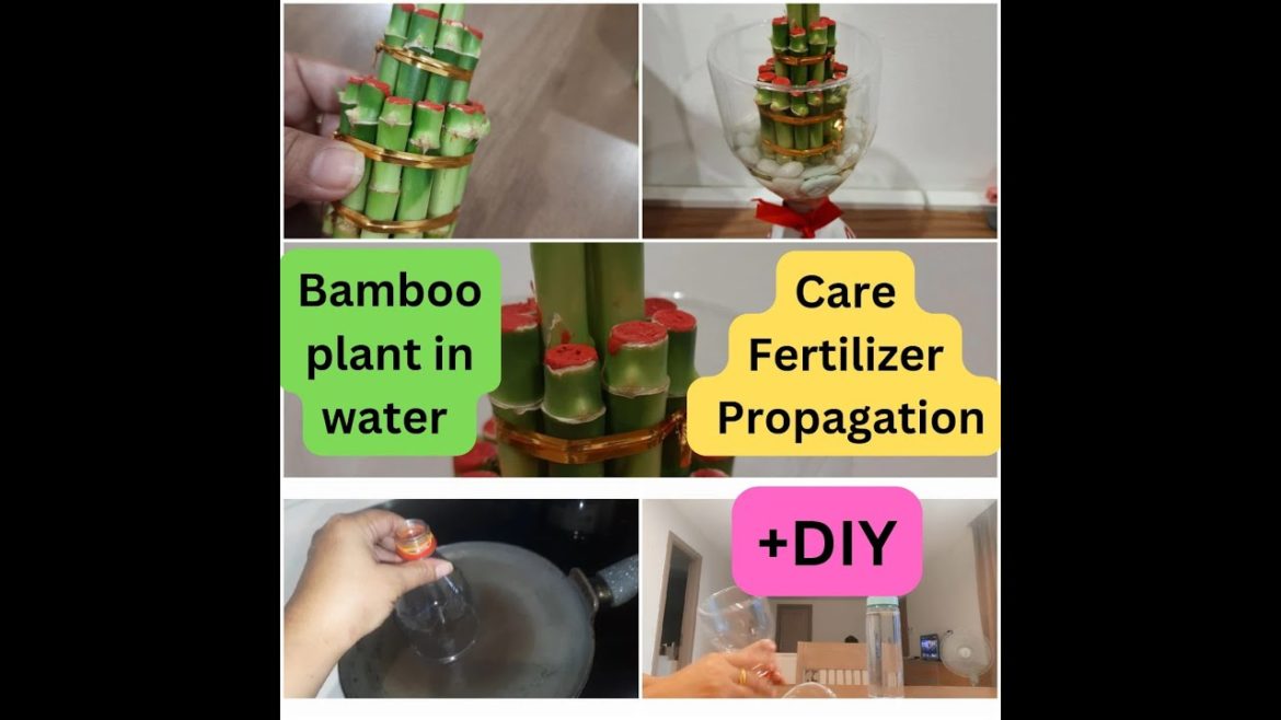 indoor plant Lucky Bamboo grow in Water and decorate planter//Care, fertilizer and propagation +DIY indoor plant Lucky Bamboo grow in Water and decorate planter//Care, fertilizer and propagation +DIY