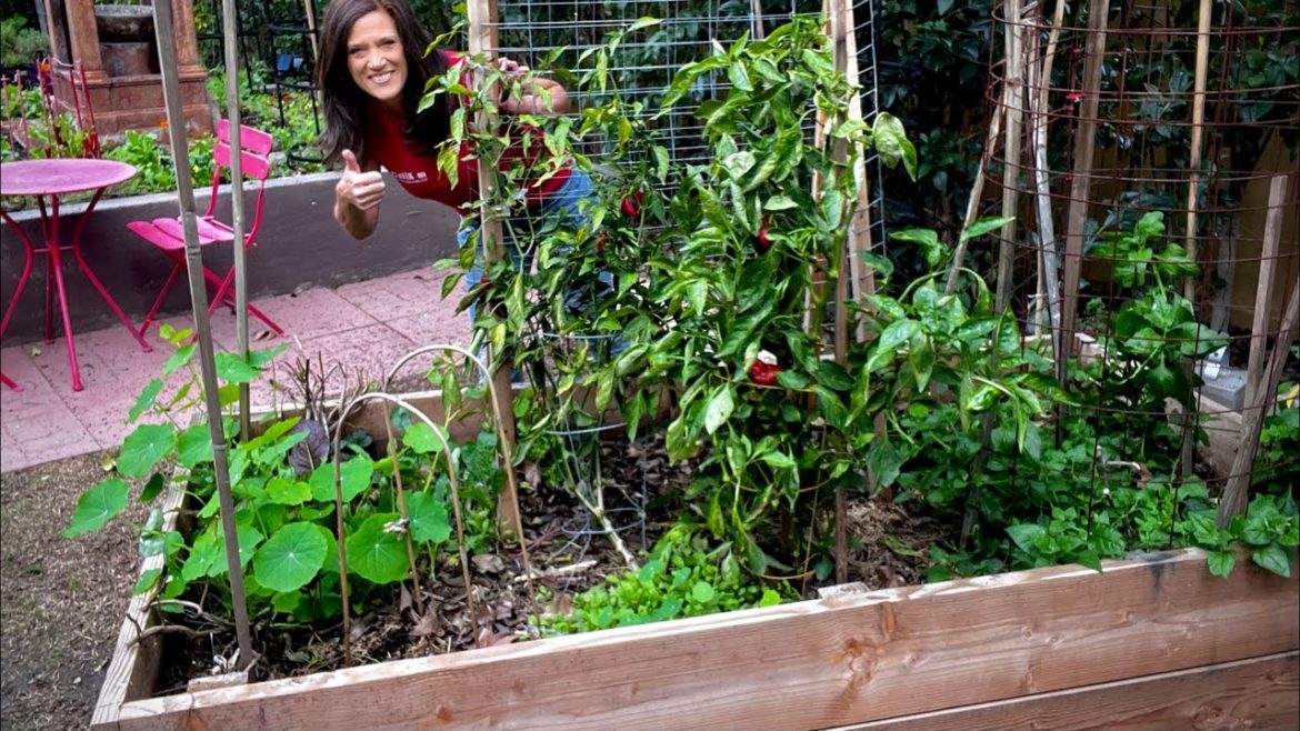 🍅LIVE: Why You Should Grow Vegetables in Raised Beds (Big, Small or No Garden - No Problem)
