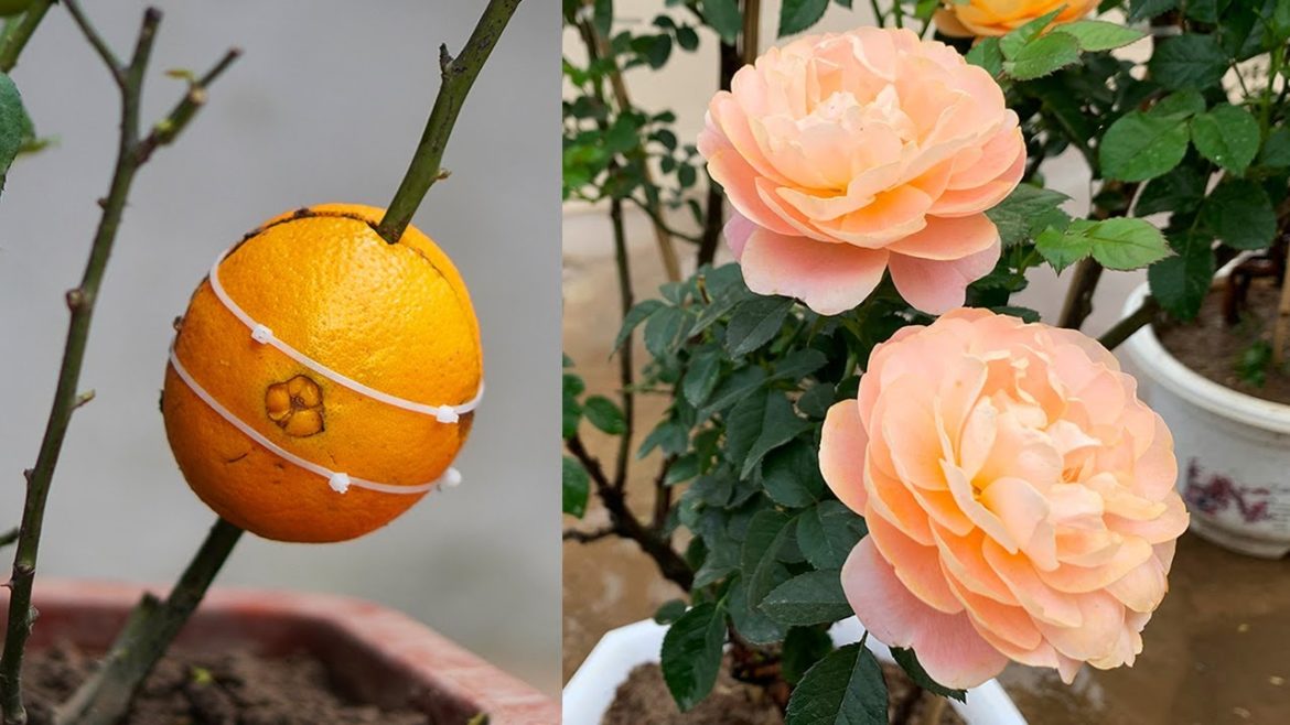 Tips To Cut Rose Branches With Oranges Simple But Sure To Succeed