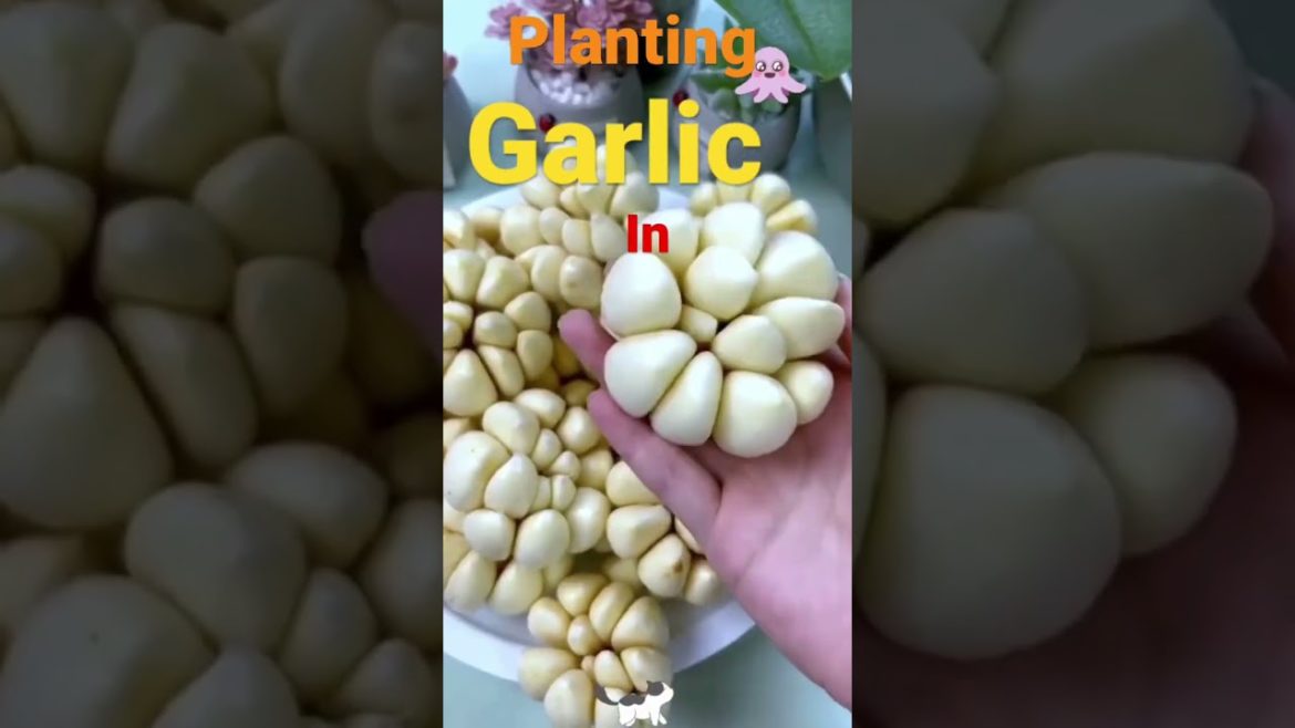 Planting Garlic cloves in water #shorts #hydroponics#gardeningtips