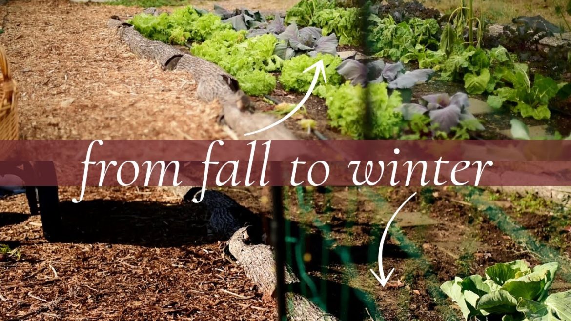 peaceful morning cleaning up the winter garden//how quickly the seasons change..