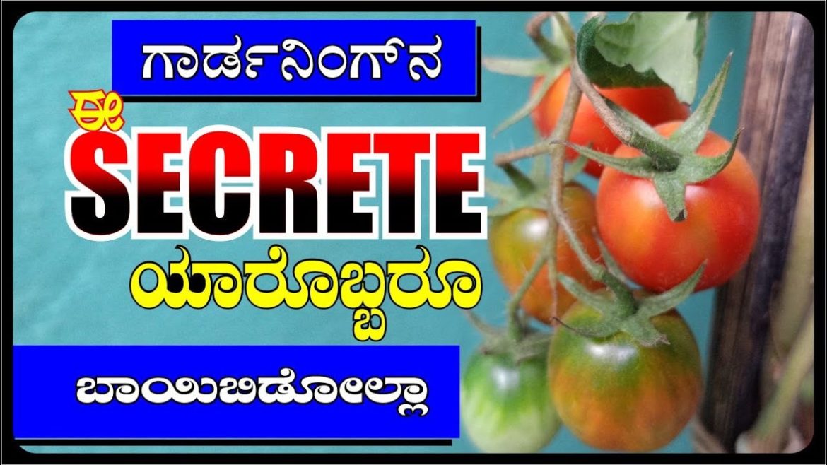 ಗಾರ್ಡ್ನಿಂಗ್ ನ ಈ Secret ಯಾರೊಬ್ಬರೂ ಬಾಯಿ ಬಿಡೋಲ್ಲಾ|This Secret of Gardening is not open to anyone ಗಾರ್ಡ್ನಿಂಗ್ ನ ಈ Secret ಯಾರೊಬ್ಬರೂ ಬಾಯಿ ಬಿಡೋಲ್ಲಾ|This Secret of Gardening is not open to anyone