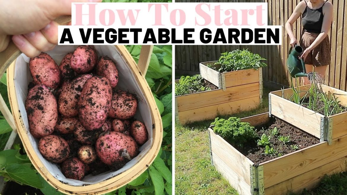 RAISED VEGETABLE GARDENING FOR BEGINNERS UK | Ep3 RAISED VEGETABLE GARDENING FOR BEGINNERS UK | Ep3
