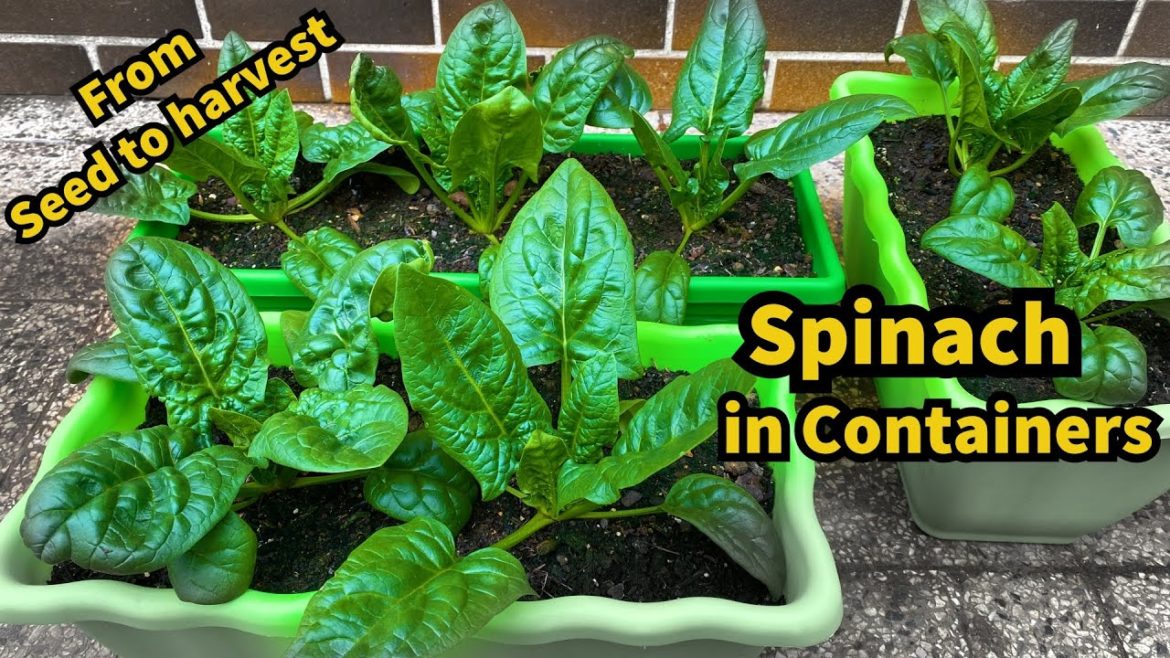 Growing Spinach from Seed to Harvest in Planters - Container Garden
