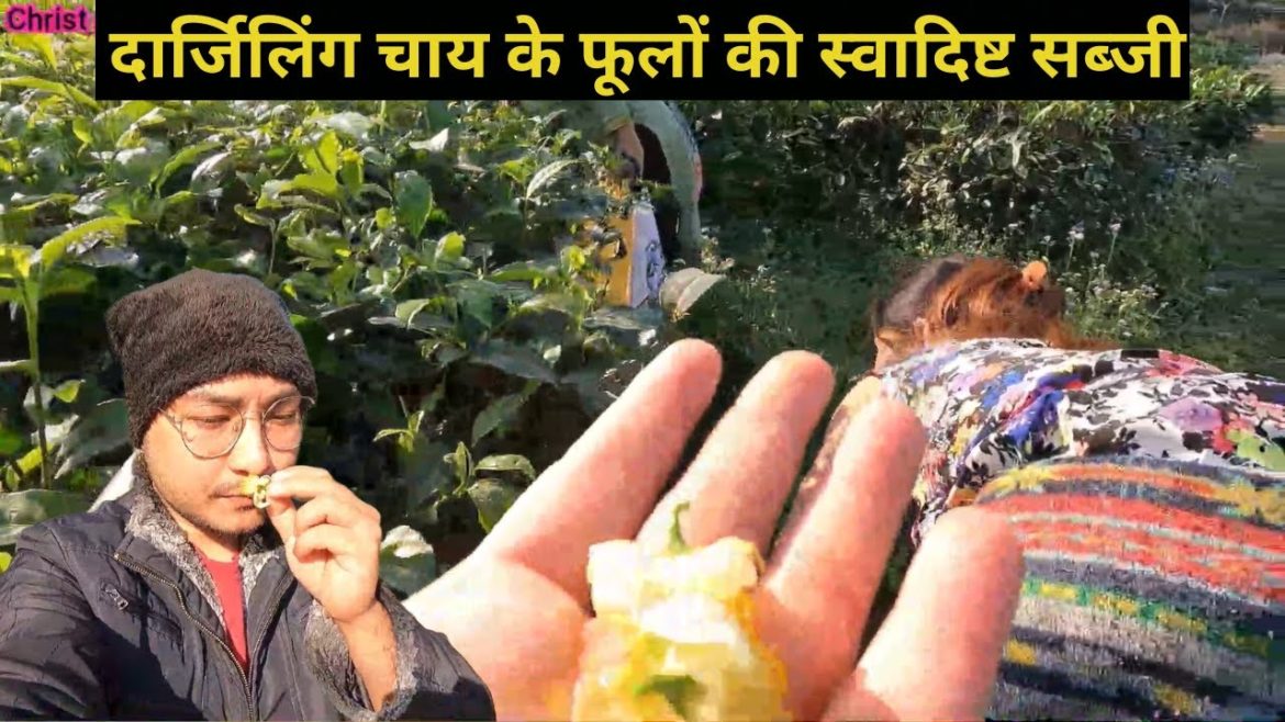 स्वादिष्ट दार्जिलिंग चाय फूल | Beyond Tea Leaves: Discovering the Edible Flowers of Darjeeling