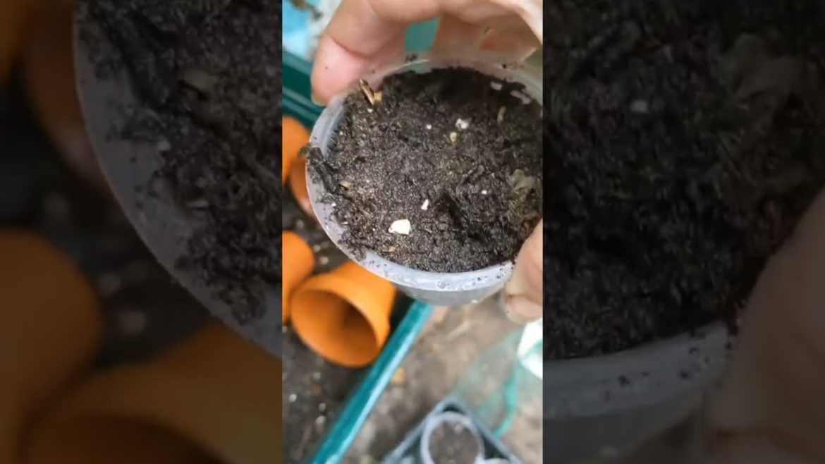 vegetable gardening vegetable gardening Chickpea update - planting the seedlings 😊 should I have l