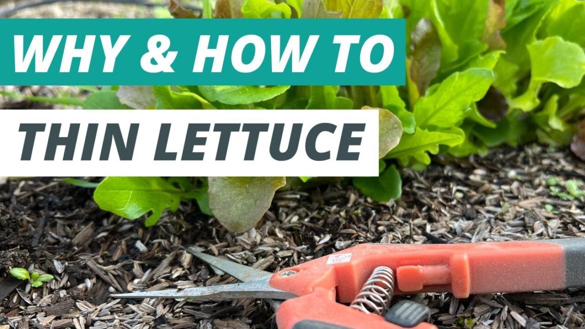 How to Easily Thin Out Lettuce Seedlings