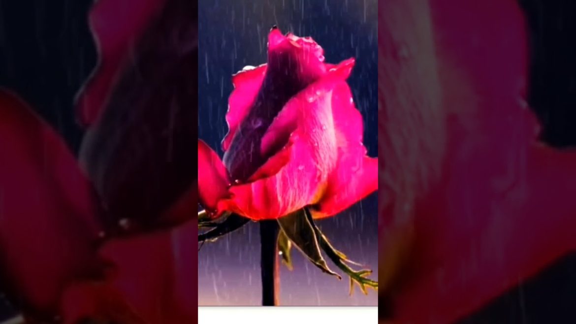 flower with song status|Beautiful flower|rose flower#shorts#rose#flowers#beautiful flower with song status|Beautiful flower|rose flower#shorts#rose#flowers#beautiful