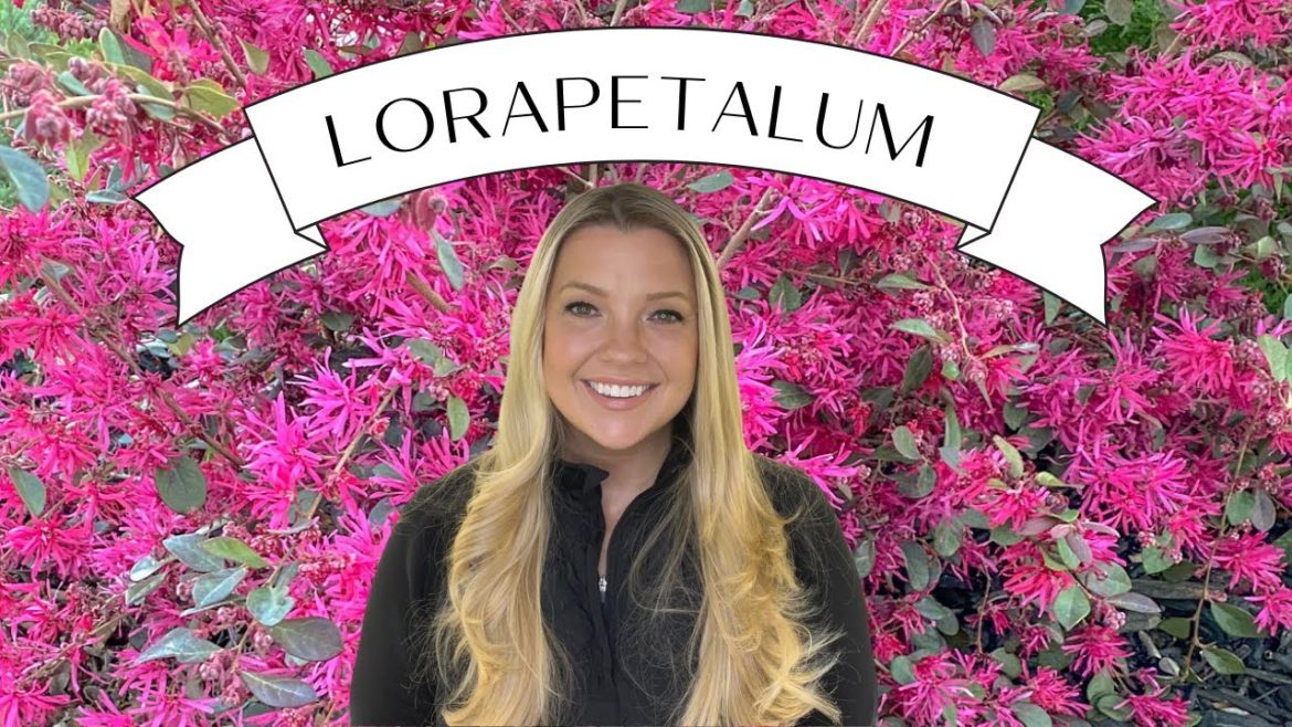 Plant Profile Lorapetalum AKA Chinese Fringe Flower :: The BEST Supporting Plant There Is!