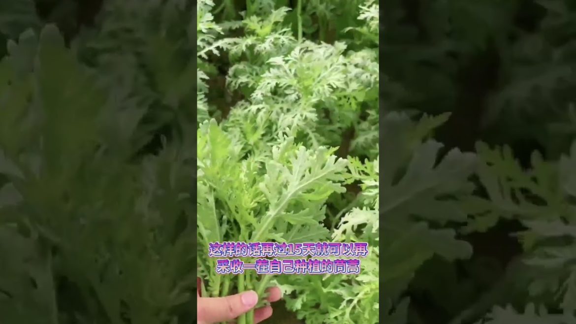how to growing vegetable #natural #satisfying