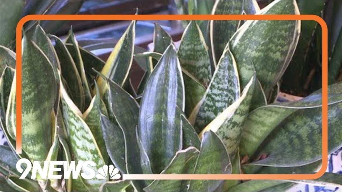 Proctor's Garden: How to keep houseplants alive Proctor's Garden: How to keep houseplants alive