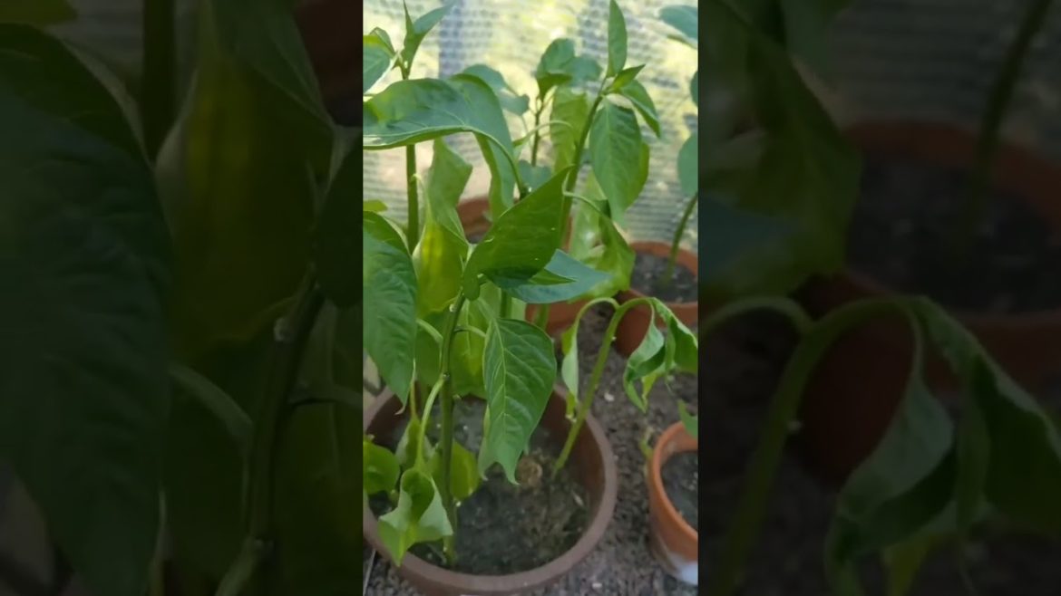 vegetable gardening vegetable gardening Peppers update – are there any differences π€π€ #garden #uk vegetable gardening vegetable gardening Peppers update - are there any differences π€π€ #garden #uk