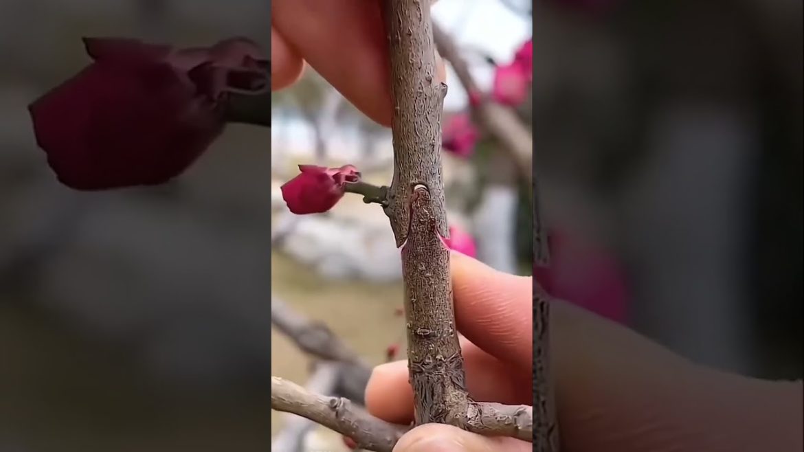 Useful gardening tool grafting fruit tree, good tool