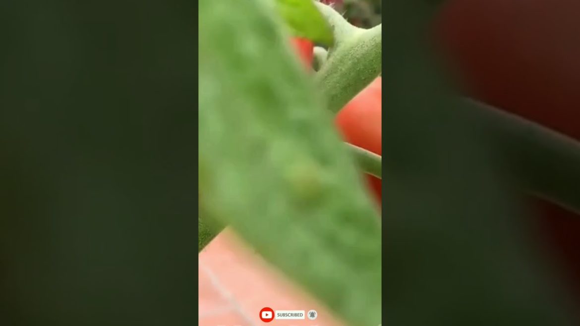 tamato#shorts #ytshorts #tranding #viral