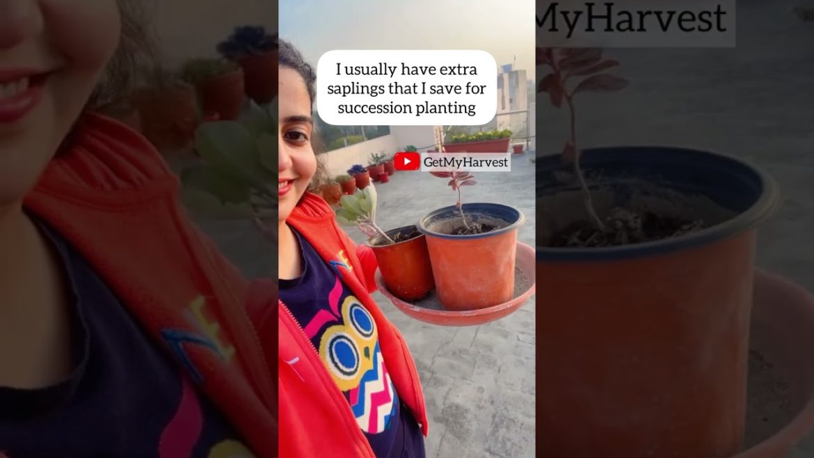 Succession Planting of Cabbage #OragnicGarden #TerraceGarden #Shorts Succession Planting of Cabbage #OragnicGarden #TerraceGarden #Shorts