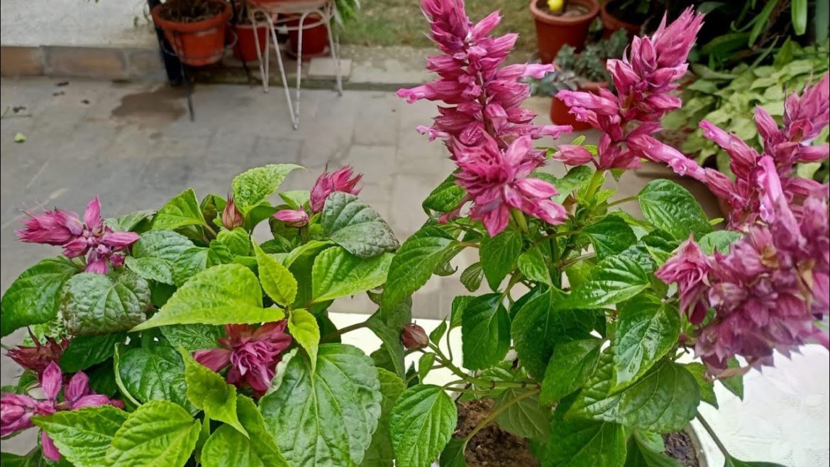 How to make Salvia plant bushy & make it survive for a very long time//Complete Care