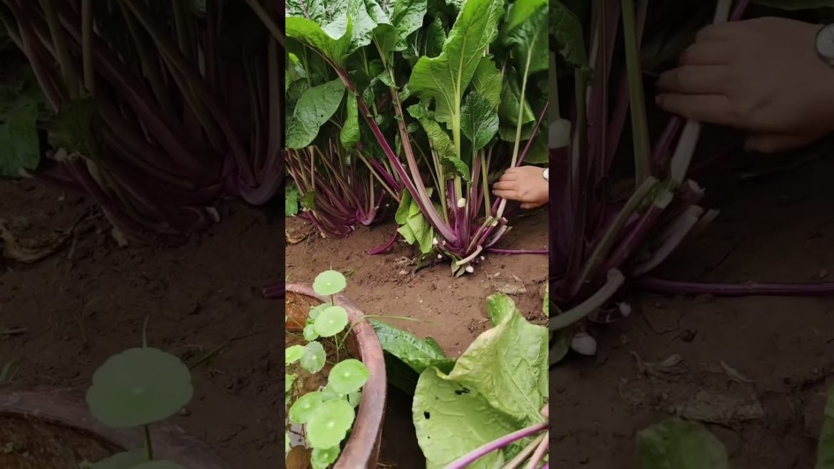 Lifestyle #shorts #15