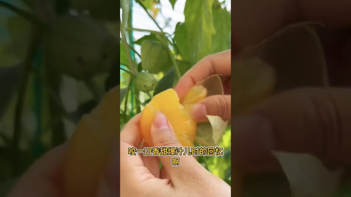 how to growing vegetable #natural #satisfying