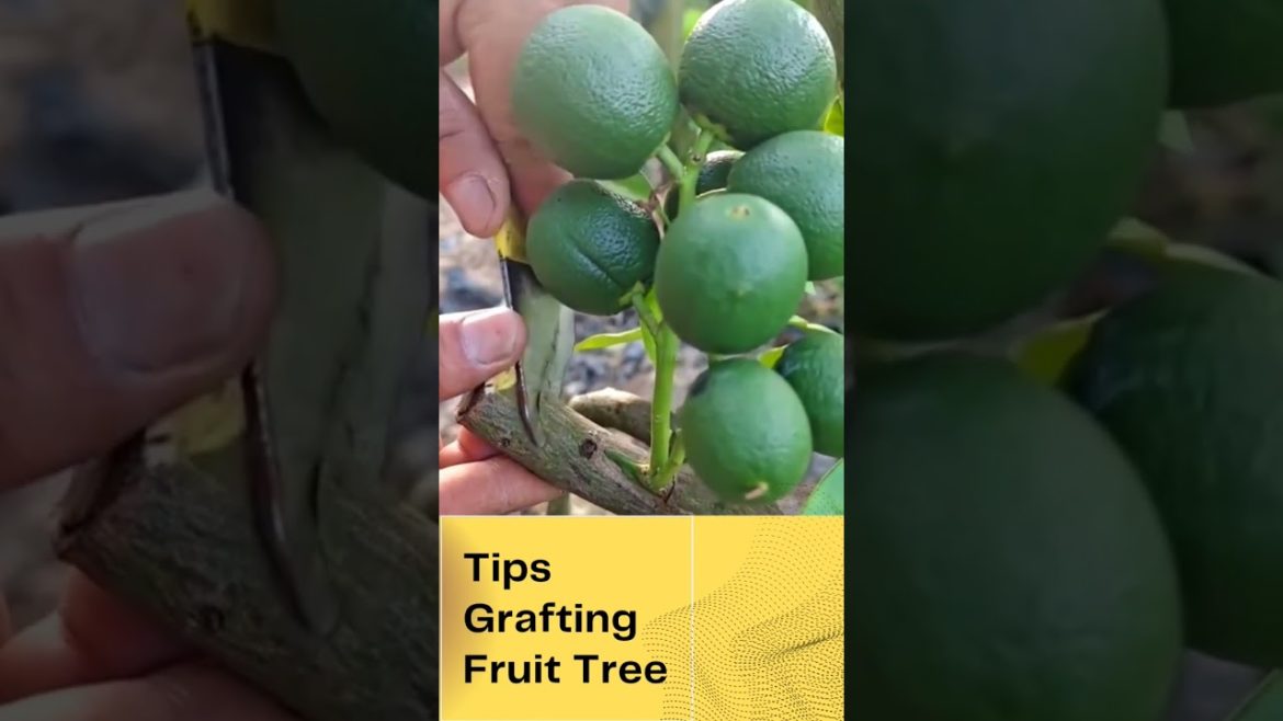 Tips Grafting Fruit Tree 🌱 #garden #farming #shorts #youtubeshorts #youtube #youtubeshort