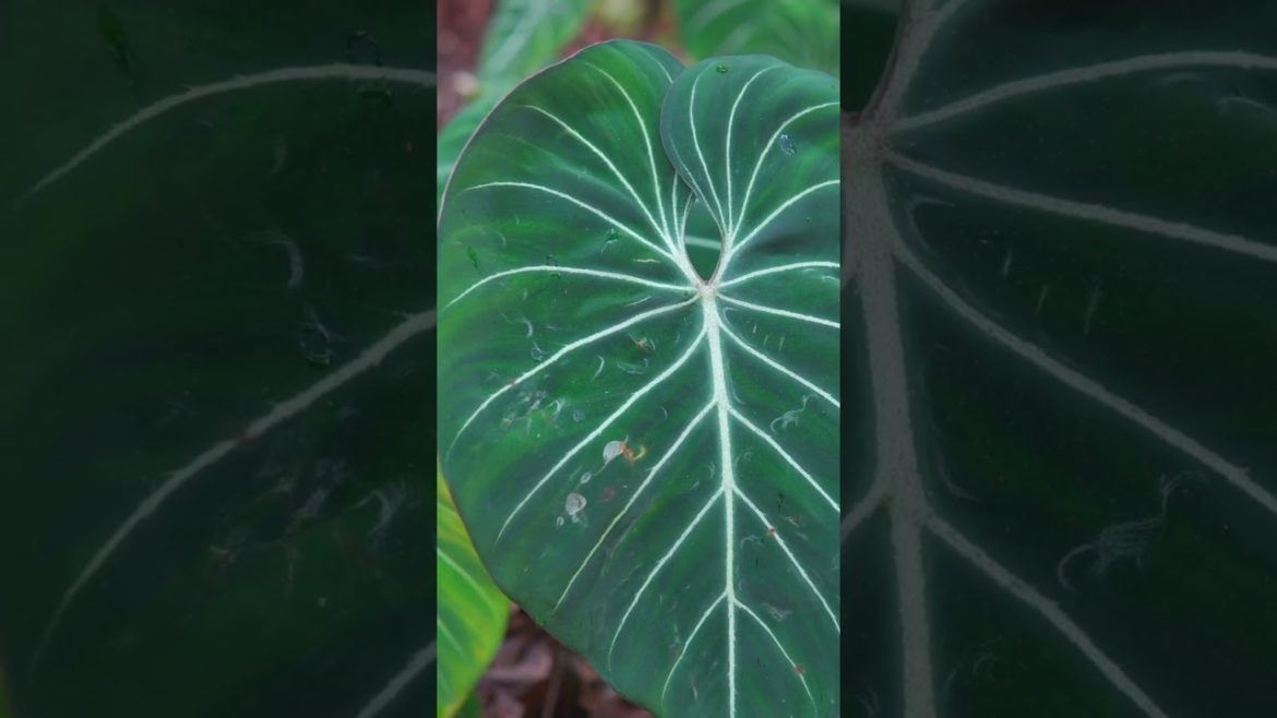 Tropical Backyard Tour with Doc Block. Gobsmackingly good! #shorts