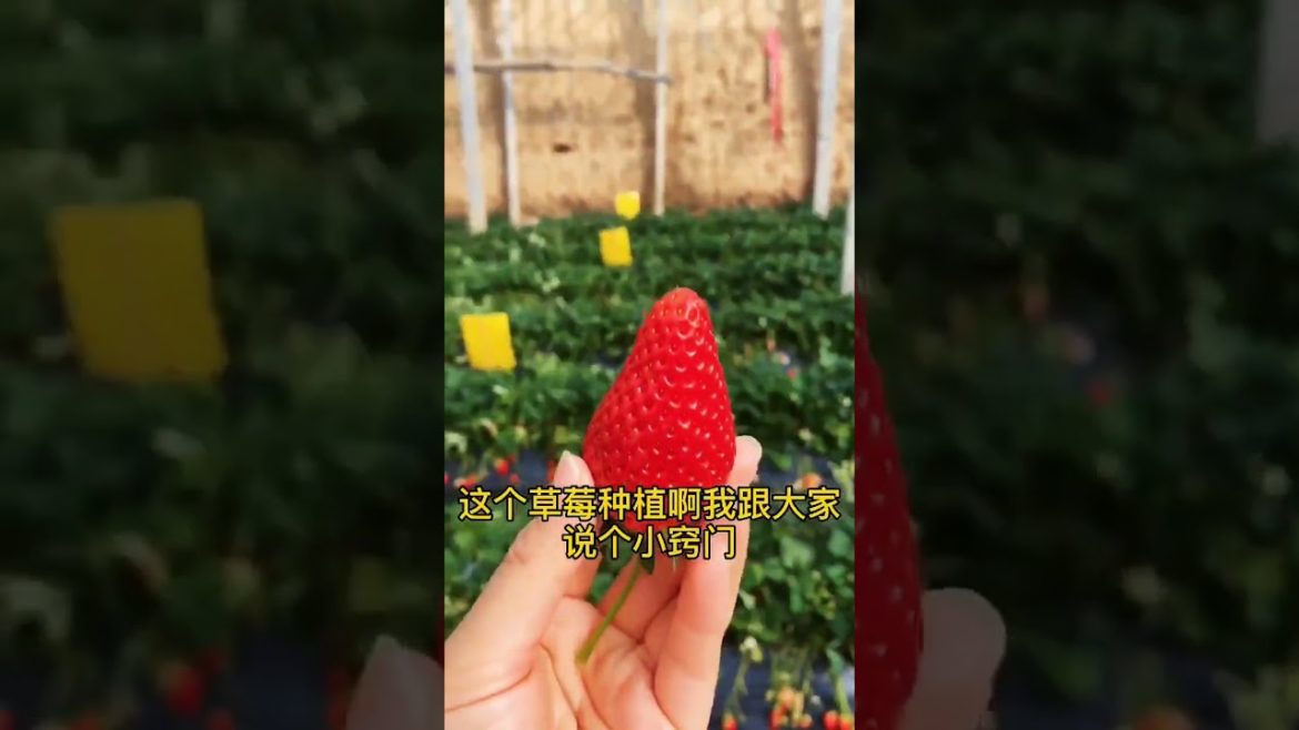 how to growing vegetable #natural #satisfying