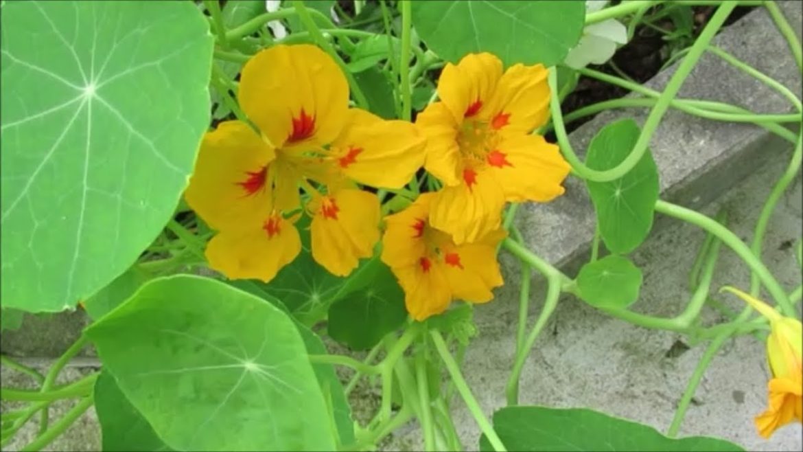 Urban Cottage Gardening | Growing Nasturtiums from seed an edible flower | Catherine's Garden