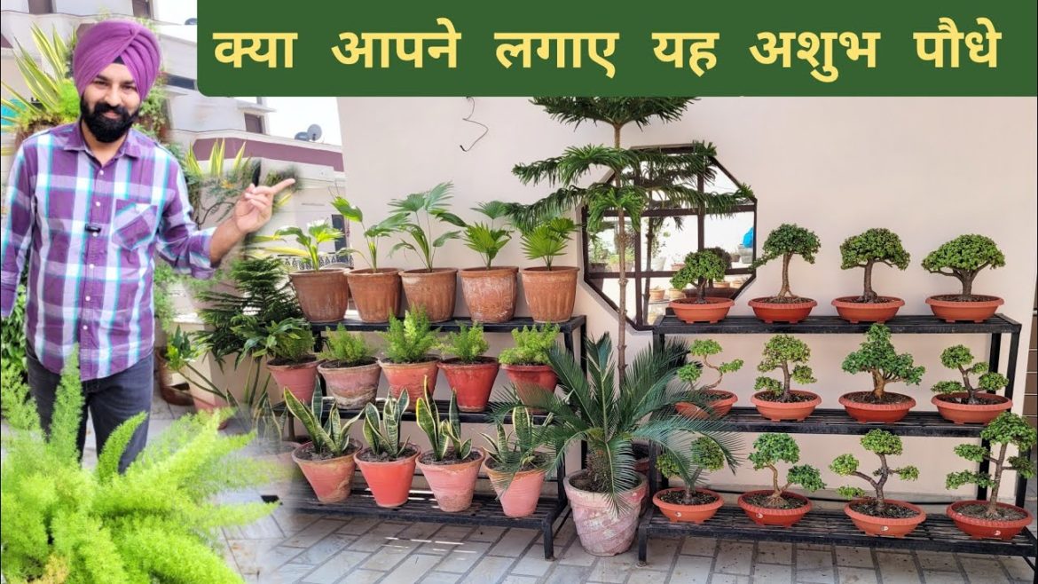 क्या आपने लगाए कभी यह 7 अशुभ पौधे ? #lucky_plants_names #vastuplants #gardeningtips #home