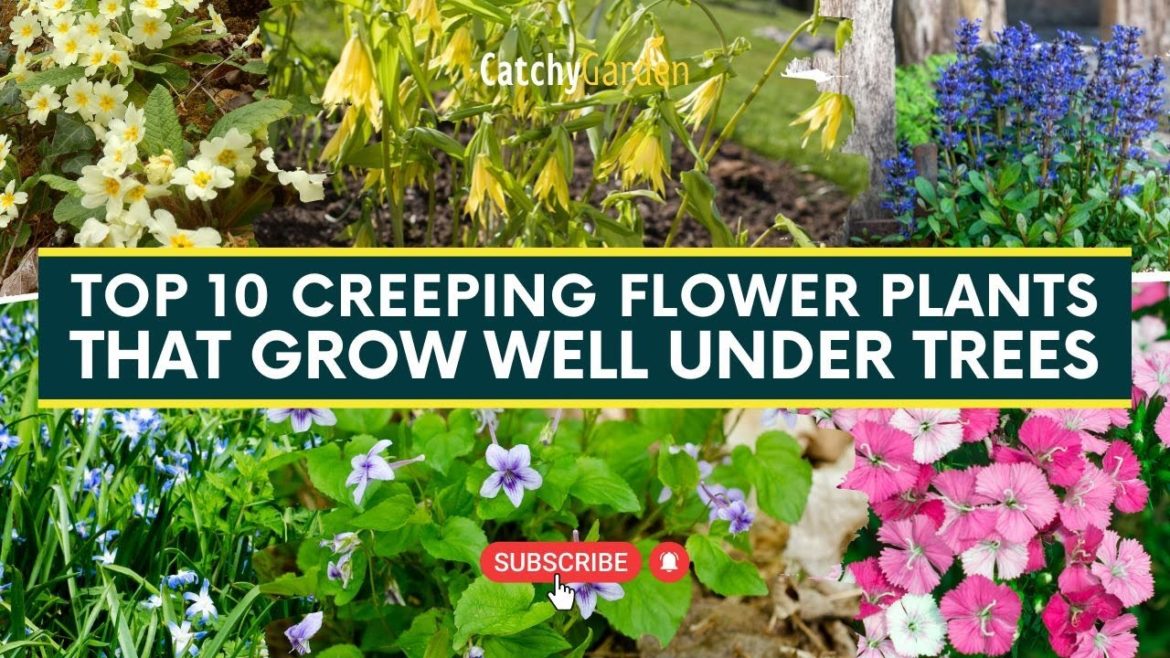 Top 10 Creeping Flower Plants That Grow Well Under Trees πΈπ³π· Top 10 Creeping Flower Plants That Grow Well Under Trees πΈπ³π·