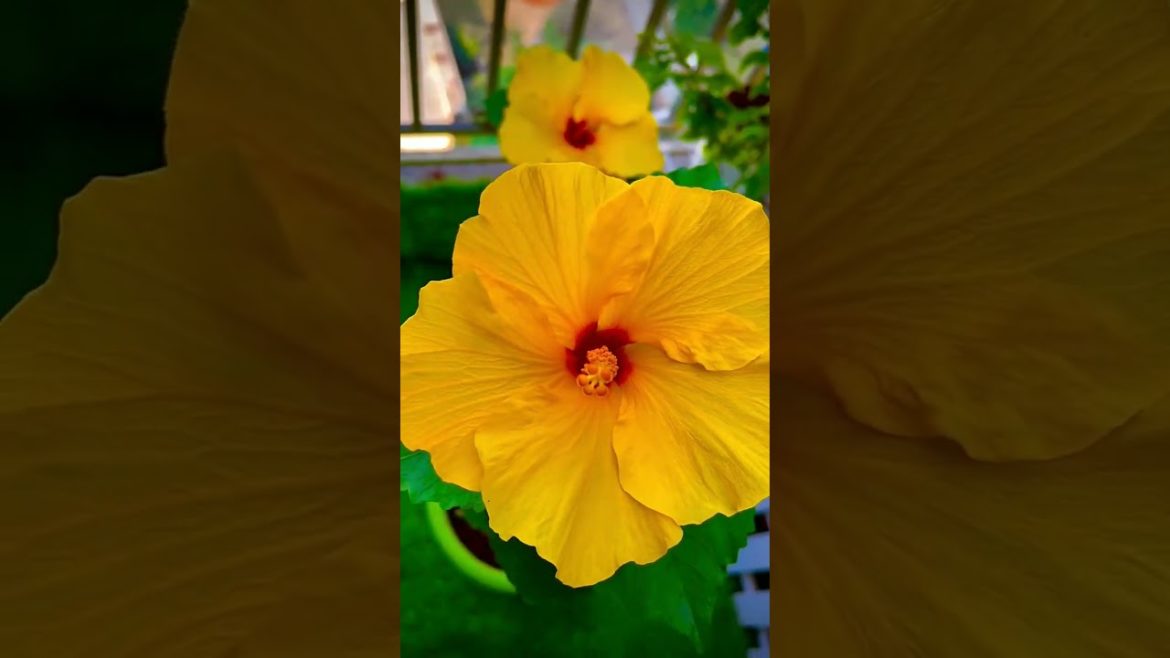 Hibiscus | Hibiscus Beautiful flower | Vikas Gardening | #hibiscus #shorts