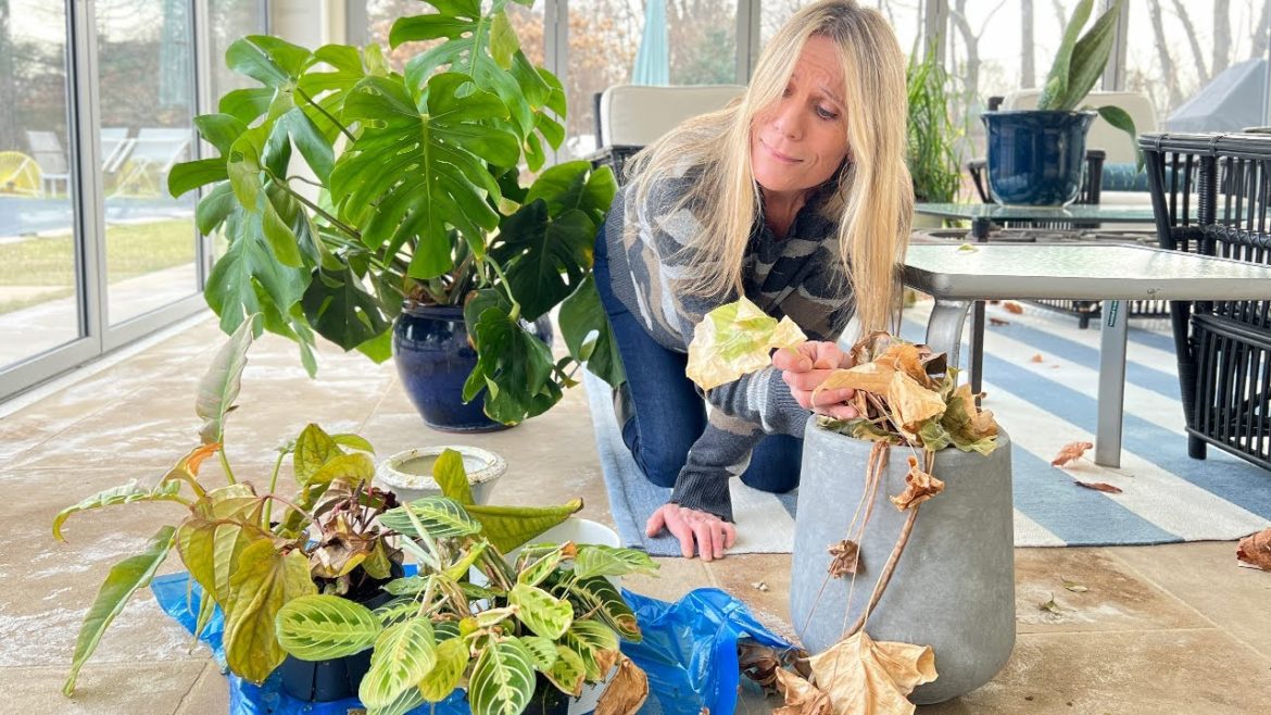 Oh No! These Plants Need Help | When to Call it Quits or to Save Them?