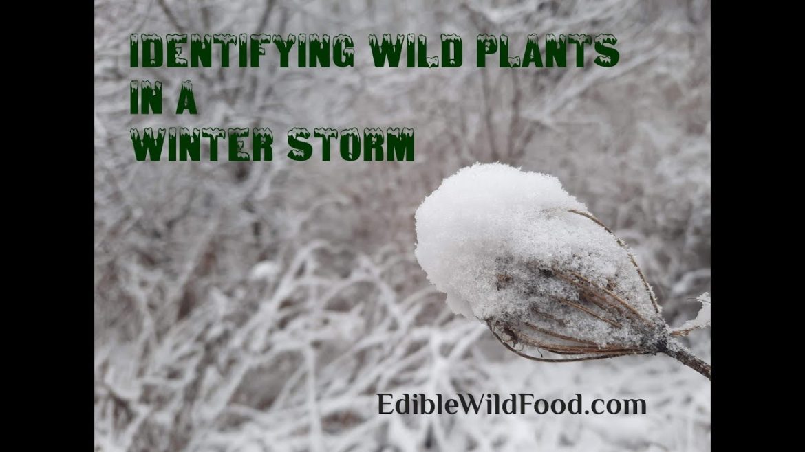 Identifying 12 Edible Plants in Winter Identifying 12 Edible Plants in Winter