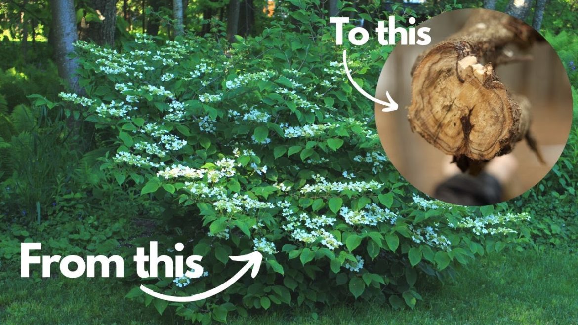 What happened to my viburnum? What happened to my viburnum?