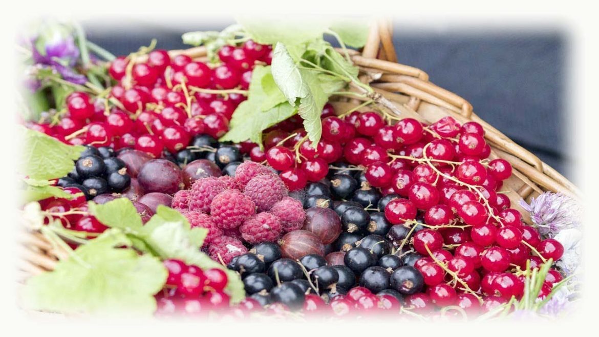 Easy Way to Grow Your Own Soft Fruits in Containers – Gardening Tips Easy Way to Grow Your Own Soft Fruits in Containers - Gardening Tips