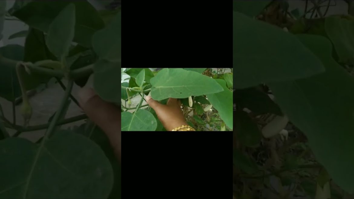 white egg plant #white brinjal plants@sktrendsandvlogs1175