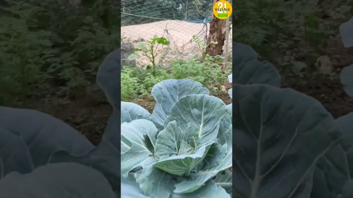🌾🌱My Vegetable Garden 🥦🥬 #Shorts #Garden #FlowerGarden #Kitchen 🌾🌱My Vegetable Garden 🥦🥬 #Shorts #Garden #FlowerGarden #Kitchen
