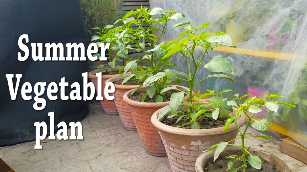 Summer Plan for Vegetable Growing | Difference in Organic and Inorganic | Try to Grow Vegetables