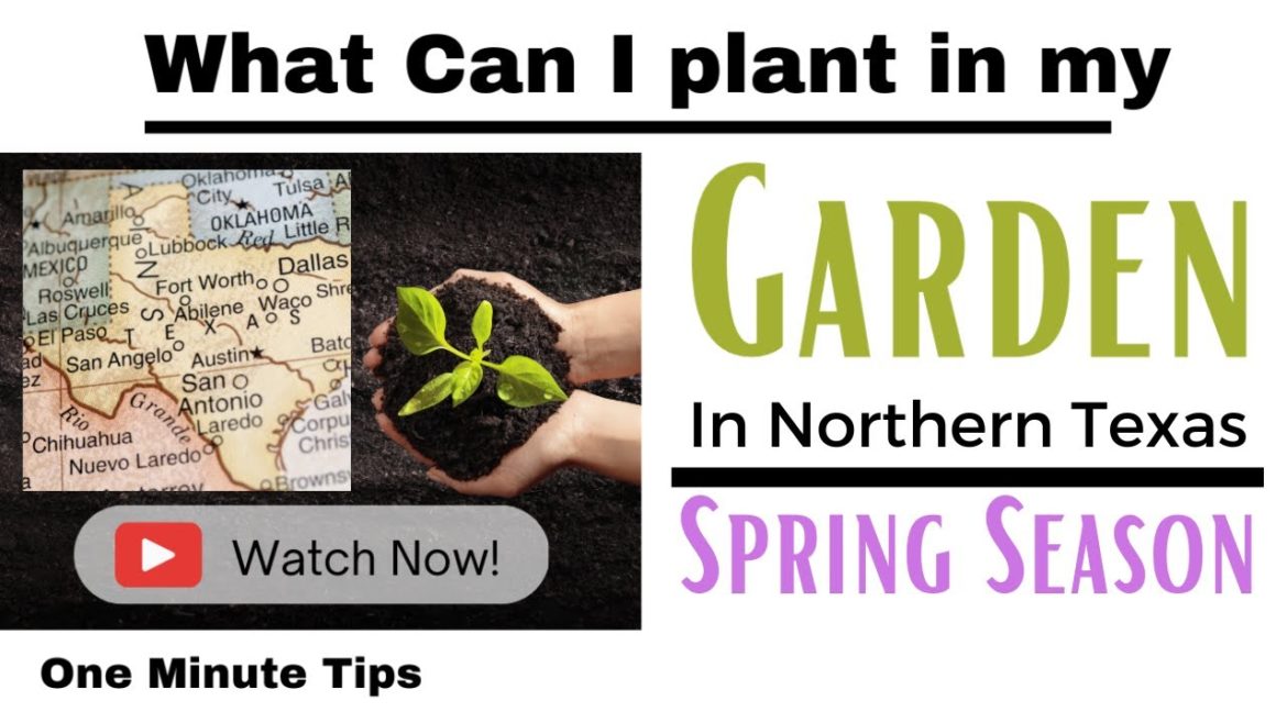 One Minute Tips – Garden – Northern Texas -What can I Plant in my Garden for Spring Season! One Minute Tips - Garden - Northern Texas -What can I Plant in my Garden for Spring Season!