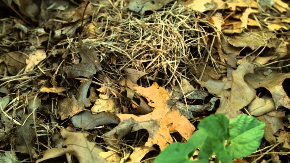 Gardener's Helpers: Tools and Mulch