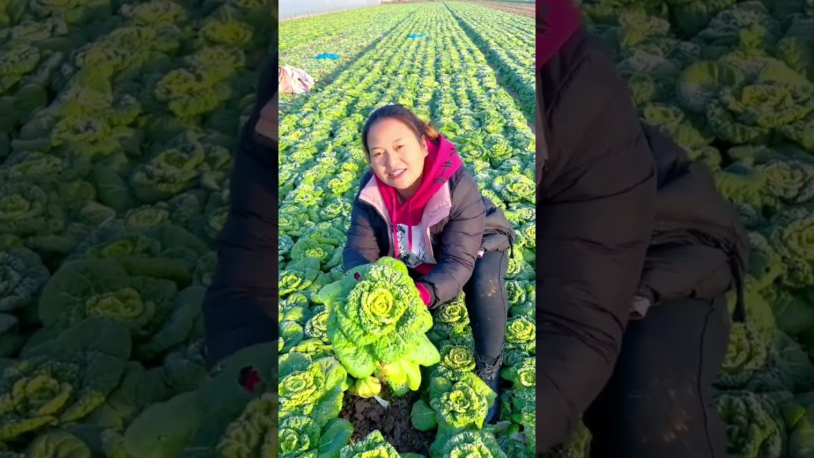 Vegetable farming