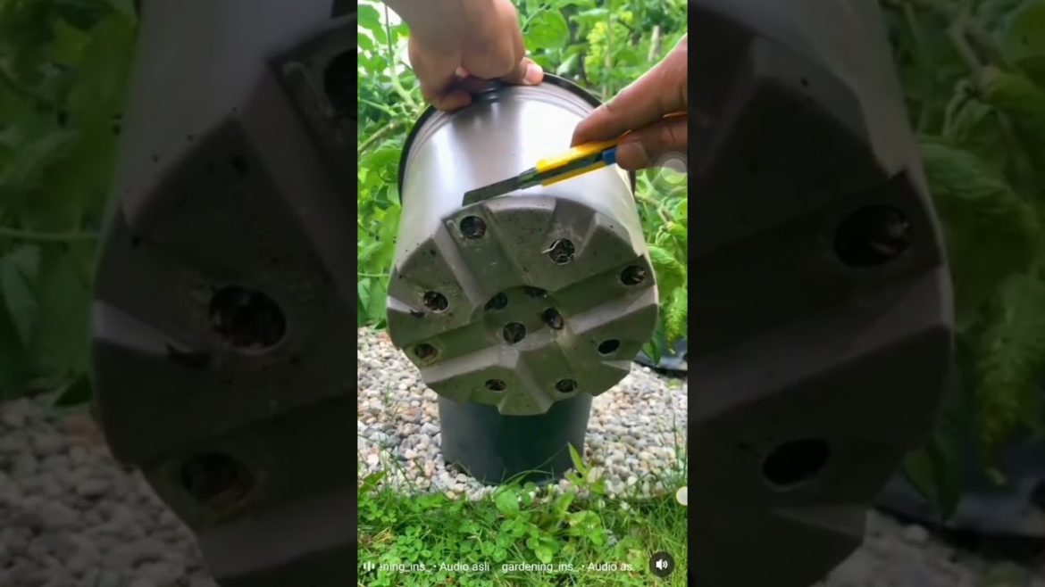 tips to potup tomatoes 🍅 #tips #shorts #fyp #gardener #gardening #short