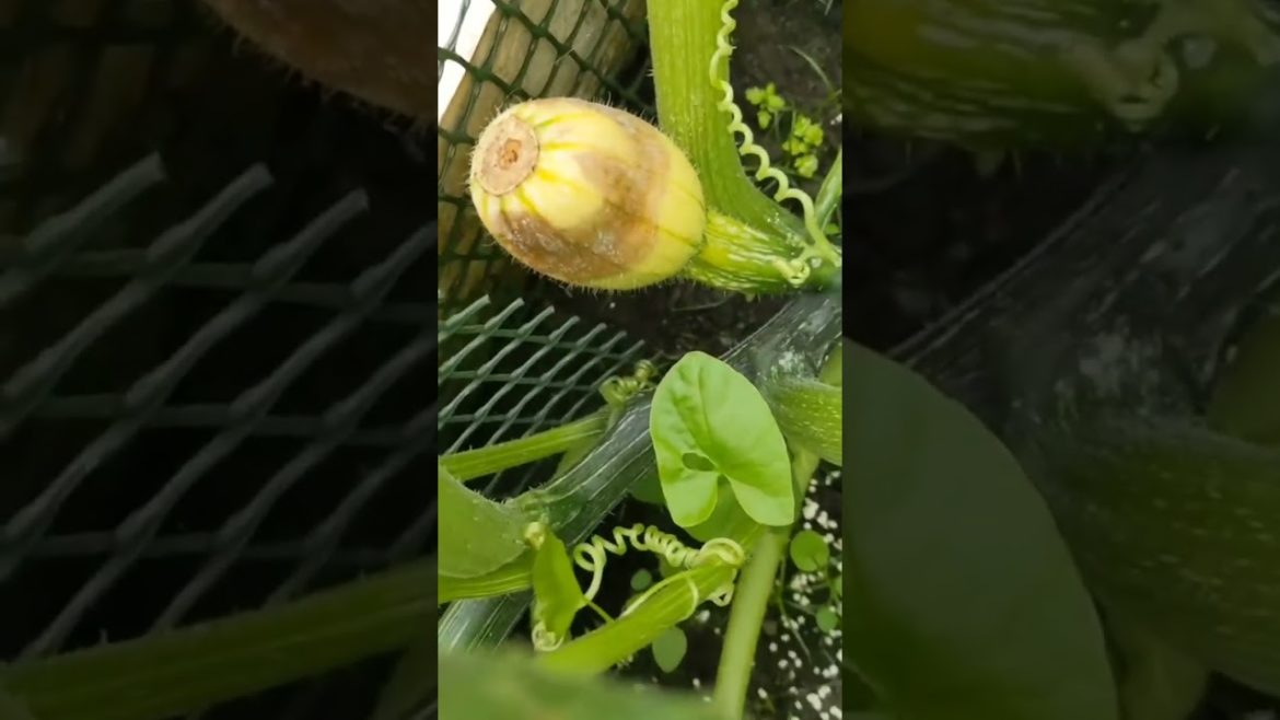 vegetable gardening vegetable gardening Priscilla Pumpkin update 😍🎃 #priscilla #pumpkin #pumpkins