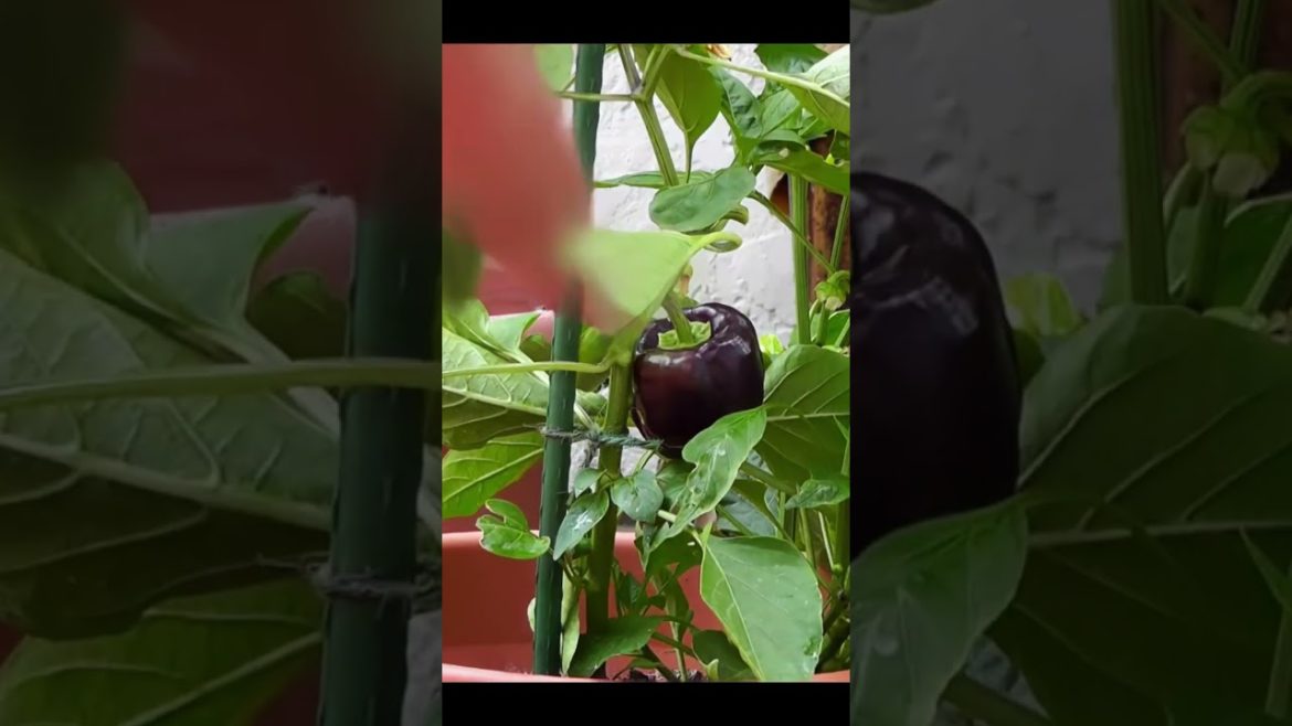 Harvesting Purple Peppers #shorts
