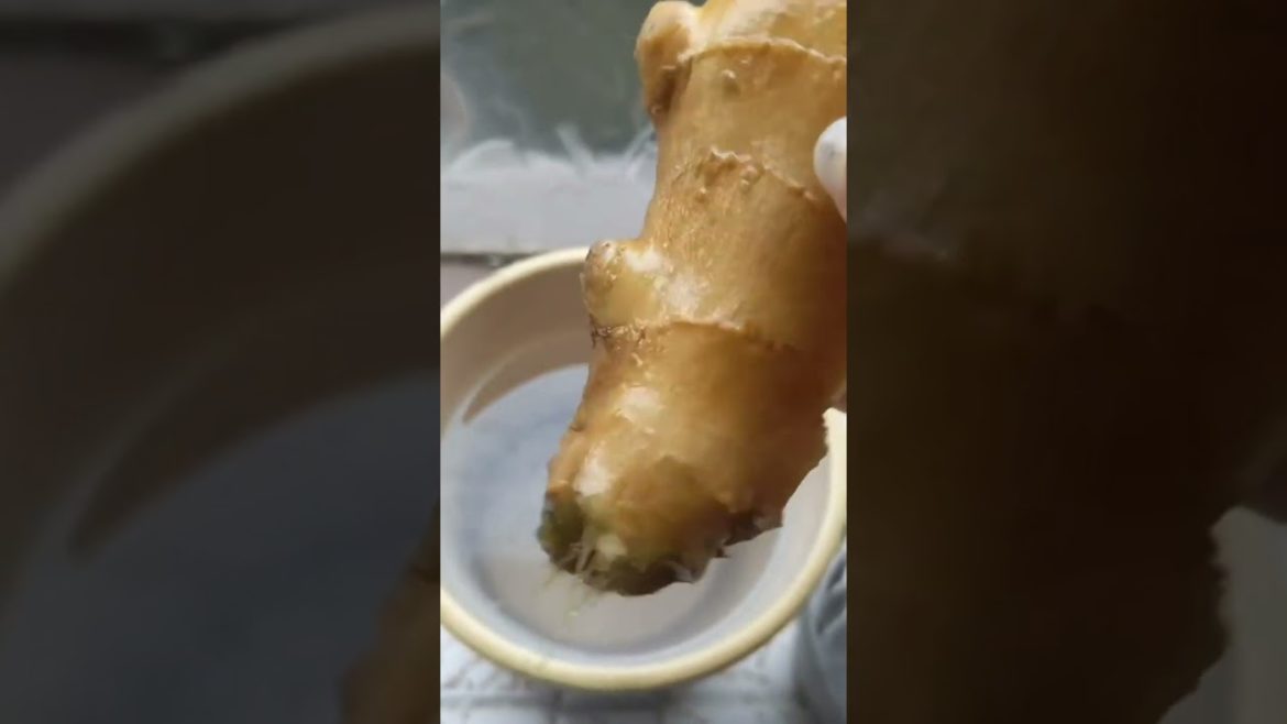 vegetable gardening vegetable gardening Ginger growing update 🤞🤞#garden #ukgarden #gardening #gar vegetable gardening vegetable gardening Ginger growing update 🤞🤞#garden #ukgarden #gardening #gar