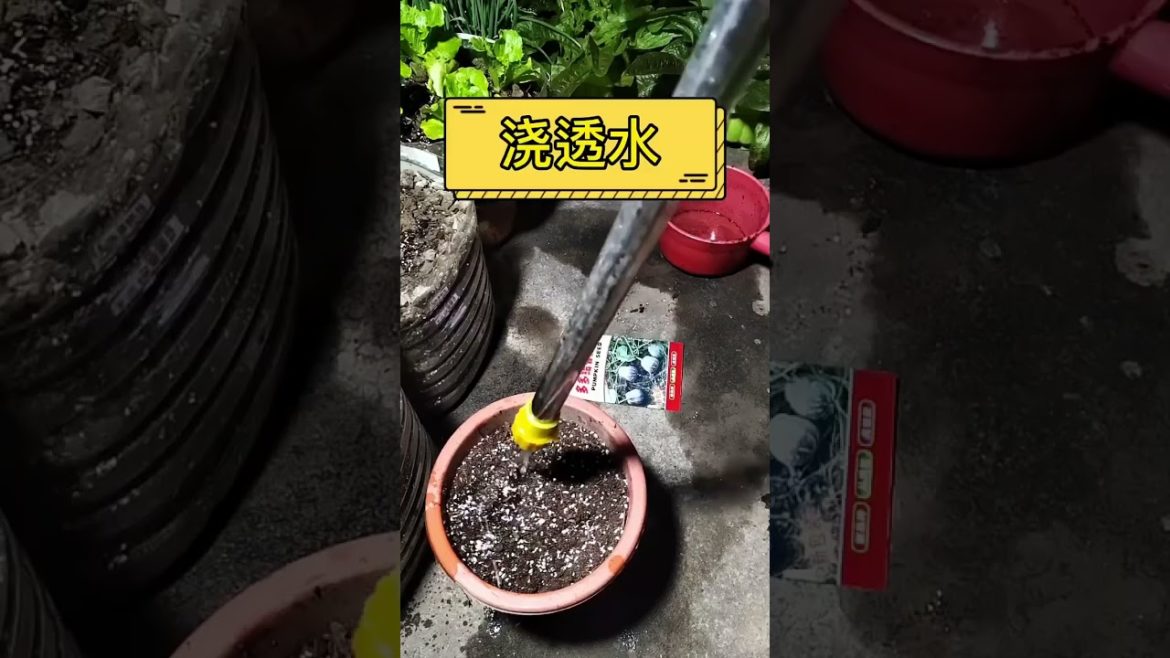 how to growing vegetable #natural #satisfying