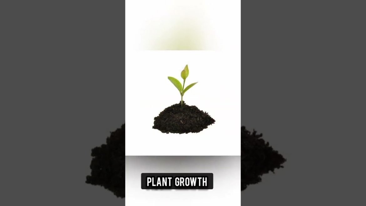 Great Gardening tips and homemade tools #Shorts